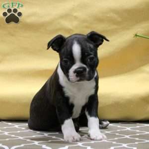 June, Boston Terrier Puppy