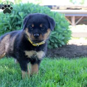June, Rottweiler Puppy