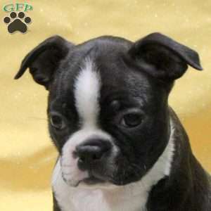 June, Boston Terrier Puppy