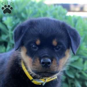 June, Rottweiler Puppy