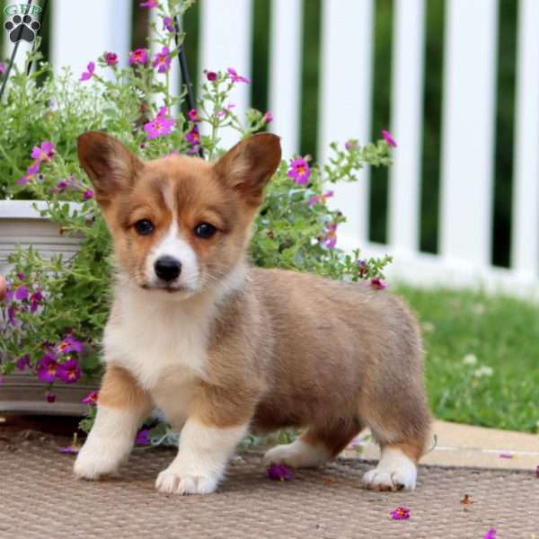 June, Pembroke Welsh Corgi Puppy