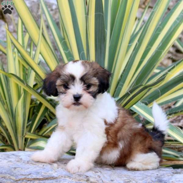 Juniper, Shih-Poo Puppy