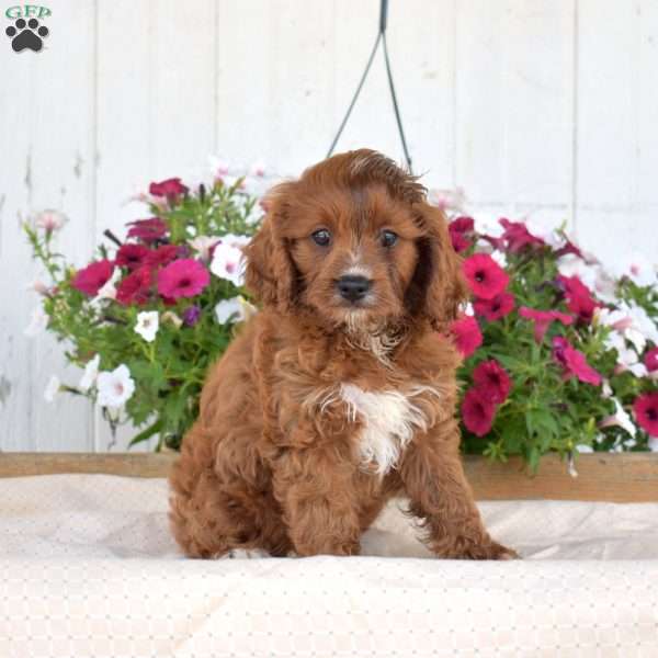 Juniper, Cavapoo Puppy