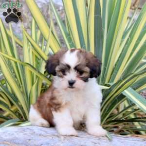 Juniper, Shih-Poo Puppy