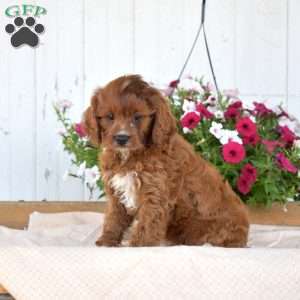 Juniper, Cavapoo Puppy