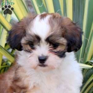 Juniper, Shih-Poo Puppy