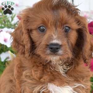 Juniper, Cavapoo Puppy