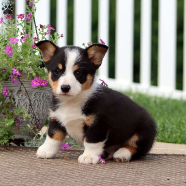Juniper, Pembroke Welsh Corgi Puppy