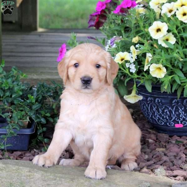 Juno, Golden Retriever Puppy