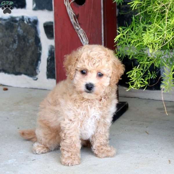 Juno, Bich-Poo Puppy
