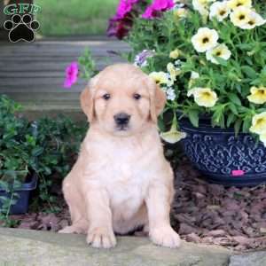 Juno, Golden Retriever Puppy