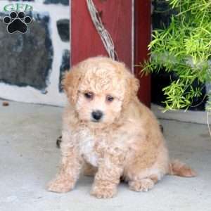 Juno, Bich-Poo Puppy