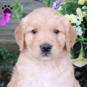 Juno, Golden Retriever Puppy