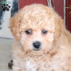 Juno, Bich-Poo Puppy