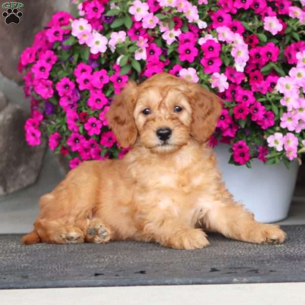 Justin, Mini Goldendoodle Puppy