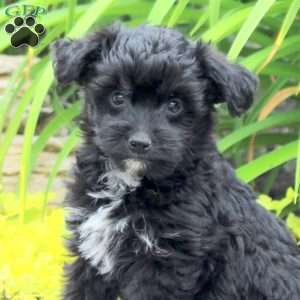 Karson, Yorkie Poo Puppy
