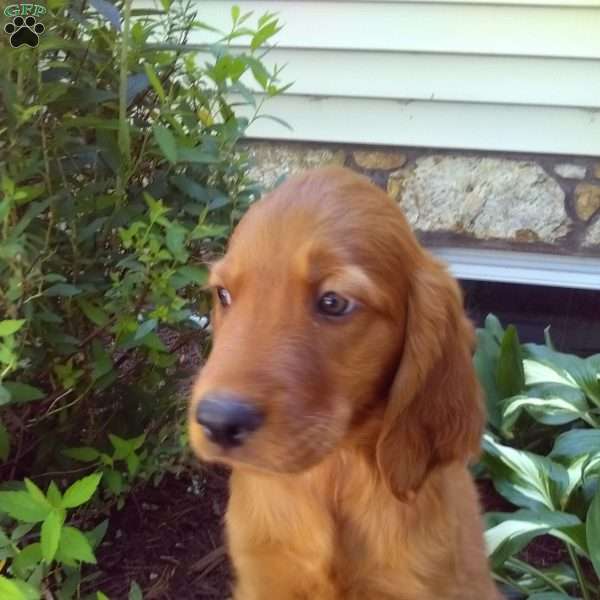 Tucker, Golden Irish Puppy