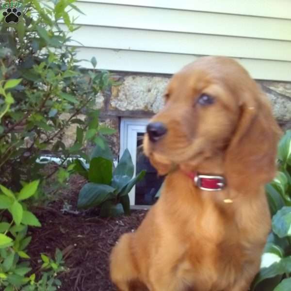 Tyson, Golden Irish Puppy