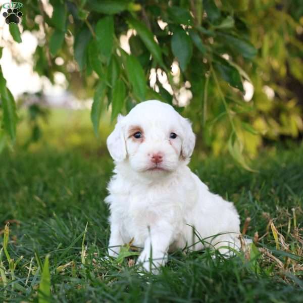 Kade, Cavapoo Puppy