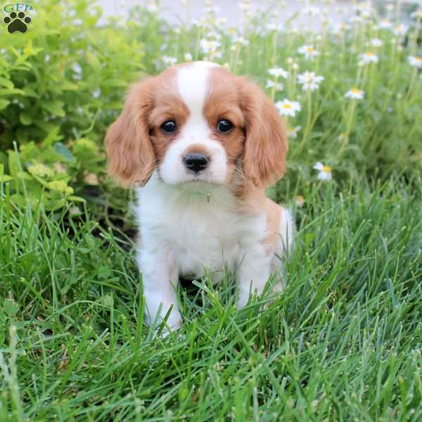 Kai, Cavalier King Charles Spaniel Puppy