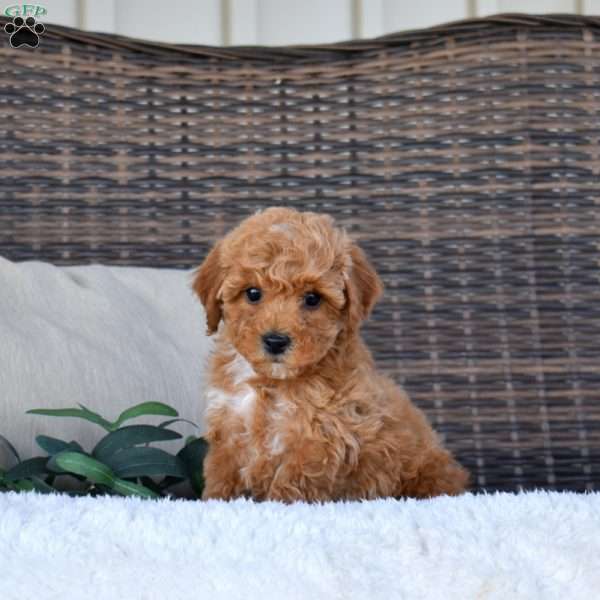 Kai, Miniature Poodle Puppy