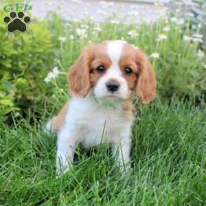 Kai, Cavalier King Charles Spaniel Puppy