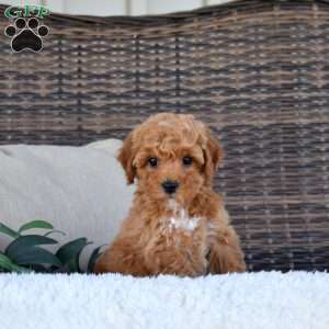 Kai, Miniature Poodle Puppy