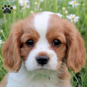 Kai, Cavalier King Charles Spaniel Puppy
