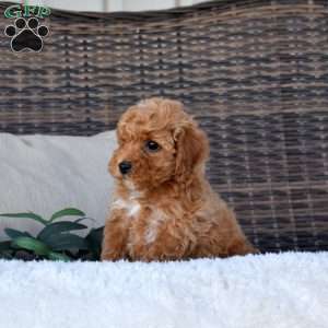 Kai, Miniature Poodle Puppy
