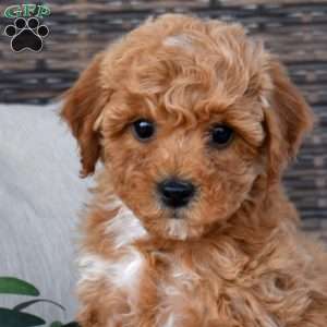 Kai, Miniature Poodle Puppy