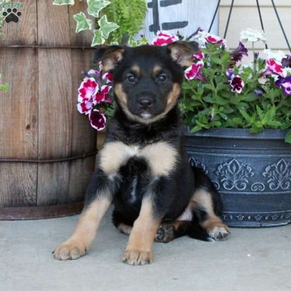 Kaitlyn, German Shepherd Mix Puppy