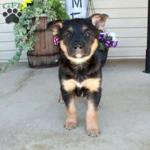 Kaitlyn, German Shepherd Mix Puppy