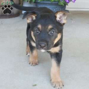 Kaitlyn, German Shepherd Mix Puppy