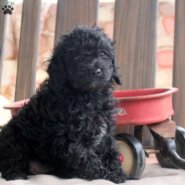 Kandy, Cockapoo Puppy