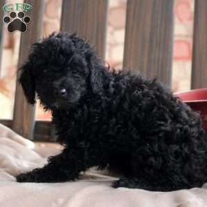 Kandy, Cockapoo Puppy