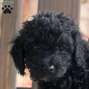 Kandy, Cockapoo Puppy