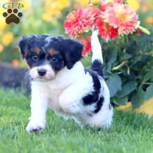 Kandy, Cavapoo Puppy
