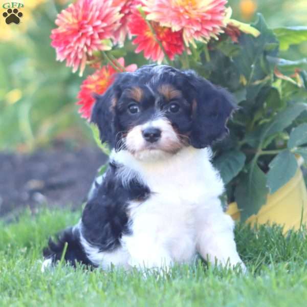 Kandy, Cavapoo Puppy