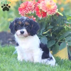 Kandy, Cavapoo Puppy