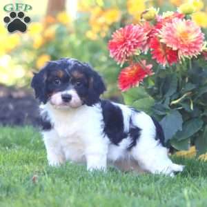 Kandy, Cavapoo Puppy