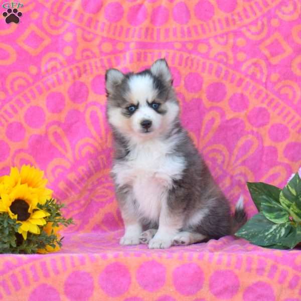 Karen, Pomsky Puppy