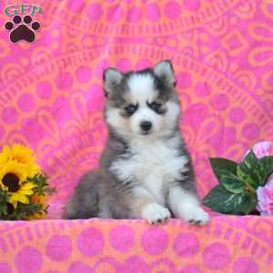 Karen, Pomsky Puppy