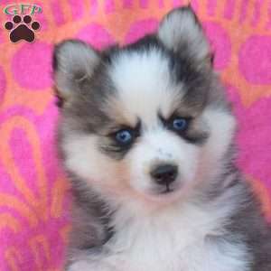 Karen, Pomsky Puppy