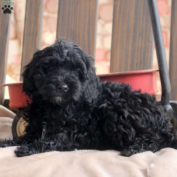 Karla, Cockapoo Puppy