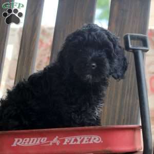 Karla, Cockapoo Puppy