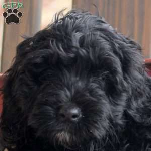 Karla, Cockapoo Puppy