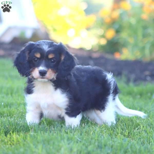 Karla, Cavapoo Puppy