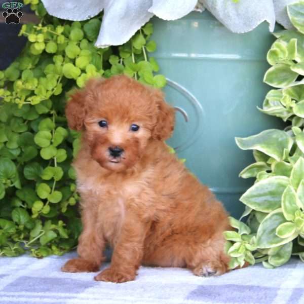 Karla, Mini Goldendoodle Puppy