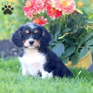 Karla, Cavapoo Puppy