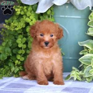 Karla, Mini Goldendoodle Puppy